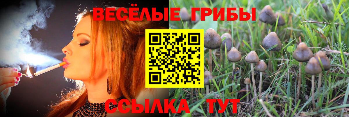 Псилоцибиновые грибы Cubensis Ликино-Дулёво